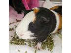 Adopt Louise a Guinea Pig small animal in Des Moines, IA (38780793)