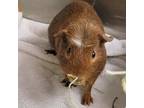 Adopt Hank a Guinea Pig small animal in Des Moines, IA (38818328)