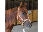 Adopt Marsh a Tennessee Walking Horse / Mixed horse in Des Moines, IA (38654963)