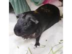 Adopt Hershey a Guinea Pig small animal in Des Moines, IA (38770289)