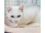 Adopt Powder a White Domestic Shorthair / Mixed (short coat) cat in Los Angeles