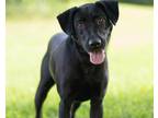 Adopt Demi a Black Mixed Breed (Medium) / Mixed dog in Kalamazoo, MI (38778309)