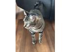 Adopt Felix a Brown Tabby Domestic Shorthair / Mixed (short coat) cat in