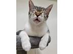 Adopt Christopher Robin a Gray, Blue or Silver Tabby Domestic Shorthair / Mixed