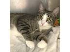 Adopt Nick a Brown Tabby Domestic Shorthair / Mixed (short coat) cat in