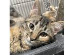 Adopt Pecan Sunday a Brown Tabby Domestic Shorthair / Mixed (short coat) cat in