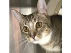 Adopt Timmons a Brown Tabby Domestic Shorthair / Mixed (short coat) cat in