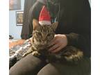 Adopt Rory a Gray, Blue or Silver Tabby Domestic Shorthair / Mixed cat in