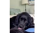 Adopt Bogey a Black Flat-Coated Retriever / Mixed dog in New Canaan