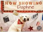 Adopt DAPHNE a White Akbash / Mixed dog in Diamond Springs, CA (38857076)