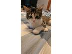Adopt Bailey C a Brown Tabby Domestic Shorthair / Mixed (short coat) cat in