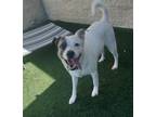 Adopt Casper a White Australian Shepherd / Mixed dog in Rockwall, TX (38790279)