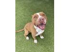 Adopt Philip J. Fry a Pit Bull Terrier, Mixed Breed