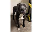 Adopt Reign a Pit Bull Terrier, Mixed Breed