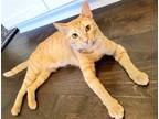 Adopt Nala a Orange or Red American Shorthair / Mixed (short coat) cat in