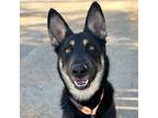 Adopt Riri a Black - with Tan, Yellow or Fawn German Shepherd Dog / Mixed dog in
