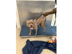 Adopt Dino a Pit Bull Terrier, Mixed Breed