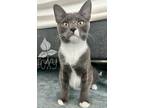 Adopt Foxy a Gray or Blue (Mostly) Domestic Shorthair / Mixed (short coat) cat
