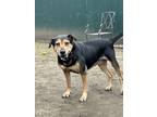Adopt AC - Blissful Bailey a Black - with Tan, Yellow or Fawn Shepherd (Unknown