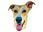 Adopt Tallow a Tan/Yellow/Fawn - with White Retriever (Unknown Type) / Mixed dog