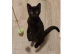 Adopt Pip a Domestic Shorthair / Mixed cat in Evergreen, CO (38859949)