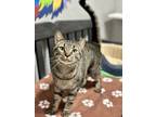 Adopt Bart a Domestic Short Hair