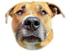 Adopt Haliburton a Brown/Chocolate - with White Pit Bull Terrier / Mixed dog in