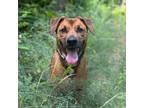 Adopt Aston a Rottweiler / Australian Shepherd dog in Whitestone, NY (32314596)