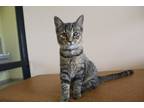 Adopt Preep a Domestic Shorthair / Mixed (short coat) cat in Chestertown