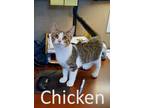 Adopt Chicken a Gray, Blue or Silver Tabby Domestic Shorthair / Mixed (short