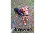Adopt Brownie a Tricolor (Tan/Brown & Black & White) Mountain Cur / Mixed dog in