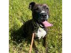 Adopt Anthony a Pit Bull Terrier, Mixed Breed