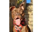 Adopt Dolly a Brown/Chocolate Boxer / Mixed dog in San Juan Capistrano