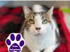 Adopt Tator a Domestic Short Hair