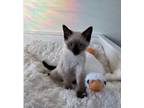 Adopt Tony (V) a Siamese / Mixed (short coat) cat in Napa, CA (38749939)