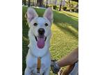 Adopt HARU a White Jindo / Corgi / Mixed dog in Agoura Hills, CA (38859141)