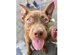 Adopt Frankie - Adopt Me! a Cattle Dog / American Staffordshire Terrier / Mixed