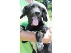 Adopt Checkers 37789 a Black - with White Labrador Retriever / Mixed dog in