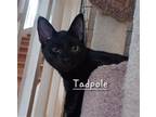 Adopt Tadpole #half-dozen-kittens a All Black Bombay / Mixed (short coat) cat in