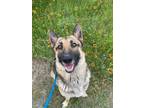 Adopt RUGER a German Shepherd Dog