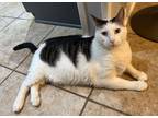 Adopt Gravy a Domestic Shorthair / Mixed (short coat) cat in Hewitt