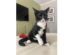 Adopt Basil a Black & White or Tuxedo Domestic Shorthair / Mixed (short coat)