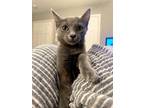 Adopt Walrus a Gray or Blue Domestic Shorthair / Mixed (short coat) cat in