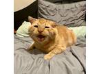 Adopt Toad a Orange or Red Tabby Domestic Shorthair / Mixed (short coat) cat in