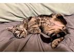 Adopt Sapling a Brown Tabby Domestic Shorthair / Mixed (short coat) cat in