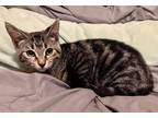 Adopt Pine Cone a Brown Tabby Domestic Shorthair / Mixed (short coat) cat in