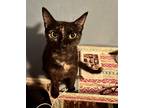 Adopt Kyler a Black (Mostly) Domestic Shorthair / Mixed (short coat) cat in