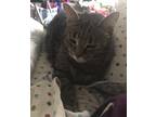 Adopt Shira a Brown Tabby American Shorthair / Mixed (medium coat) cat in