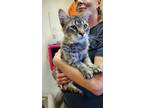 Adopt Angelo a Brown Tabby Domestic Mediumhair / Mixed (medium coat) cat in