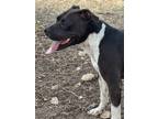 Adopt John John a Black - with White American Staffordshire Terrier / Labrador